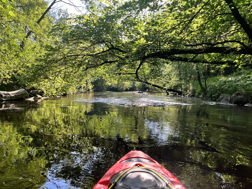 View from a red kayak on the Crystal River beneath leafy green branches