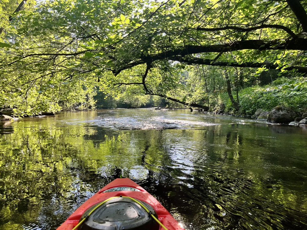 View from a red kayak along a leafy river with overhanging branches and sunlit water