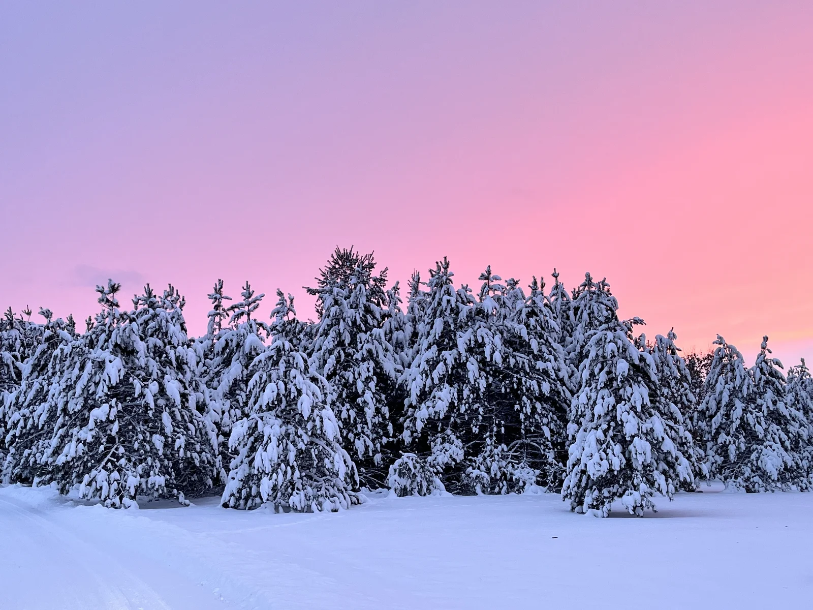 Snow-covered evergreens beneath a pink and purple winter sky