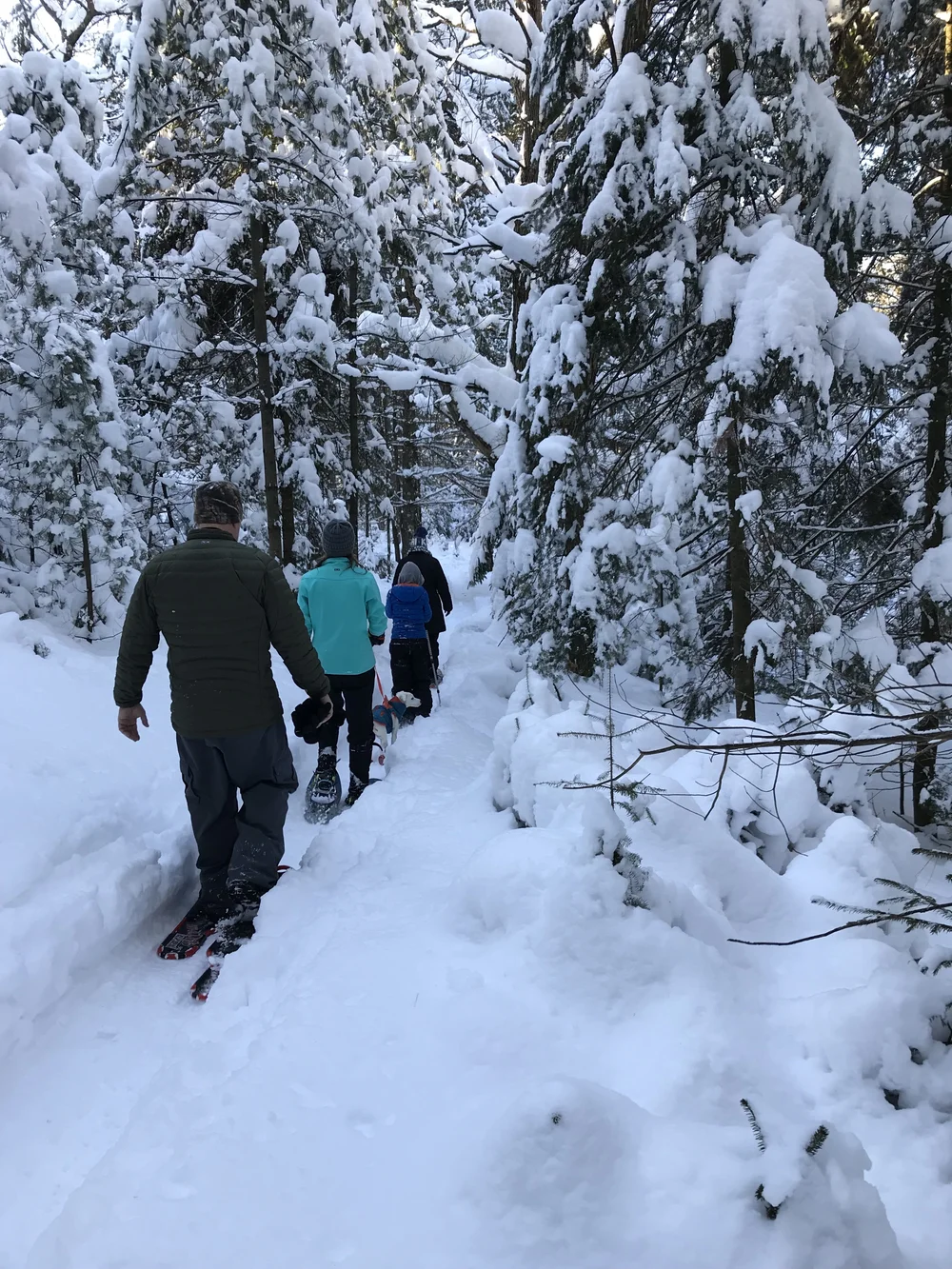A group snowshoeing through a forest of snow-covered evergreen trees